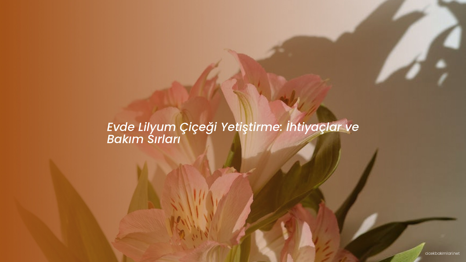 Evde Lilyum Çiçeği Yetiştirme: İhtiyaçlar ve Bakım Sırları