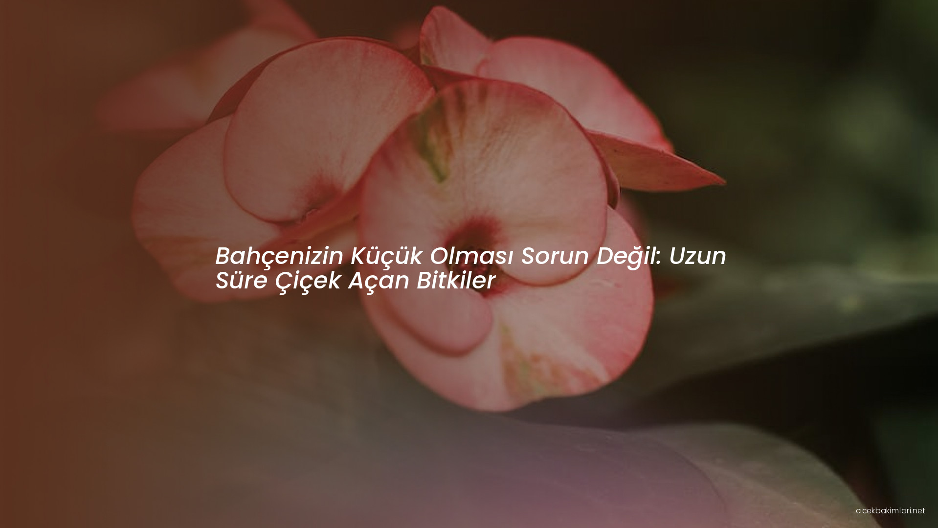 Bahçenizin Küçük Olması Sorun Değil: Uzun Süre Çiçek Açan Bitkiler