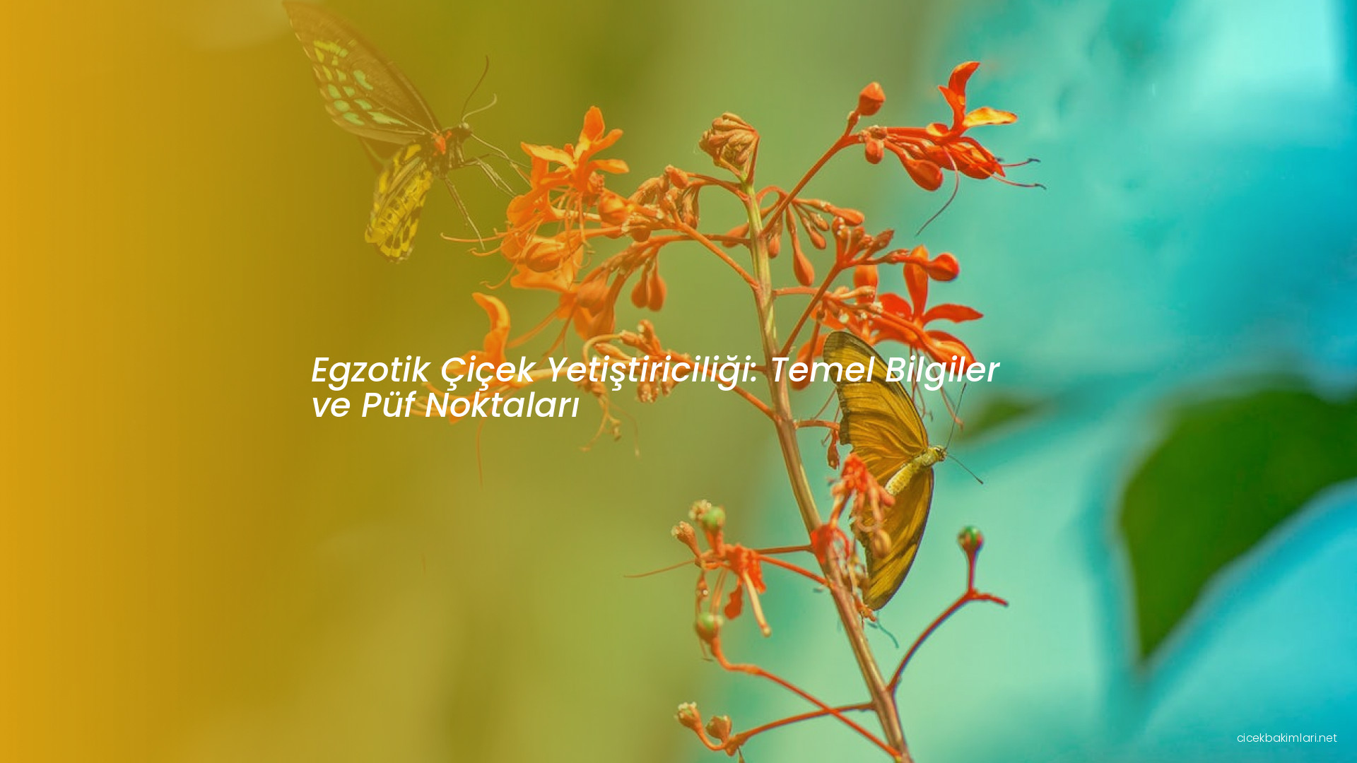 Egzotik Çiçek Yetiştiriciliği: Temel Bilgiler ve Püf Noktaları