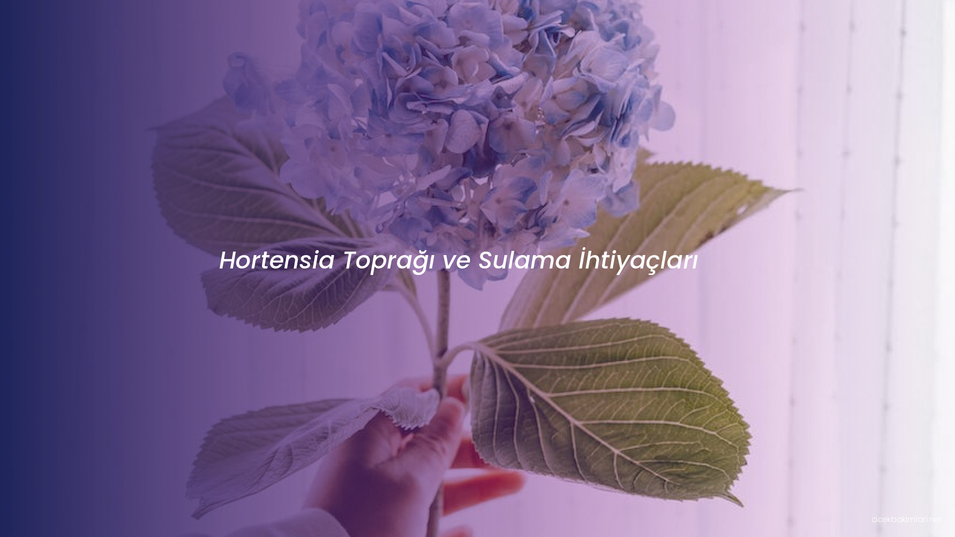 Hortensia Toprağı ve Sulama İhtiyaçları