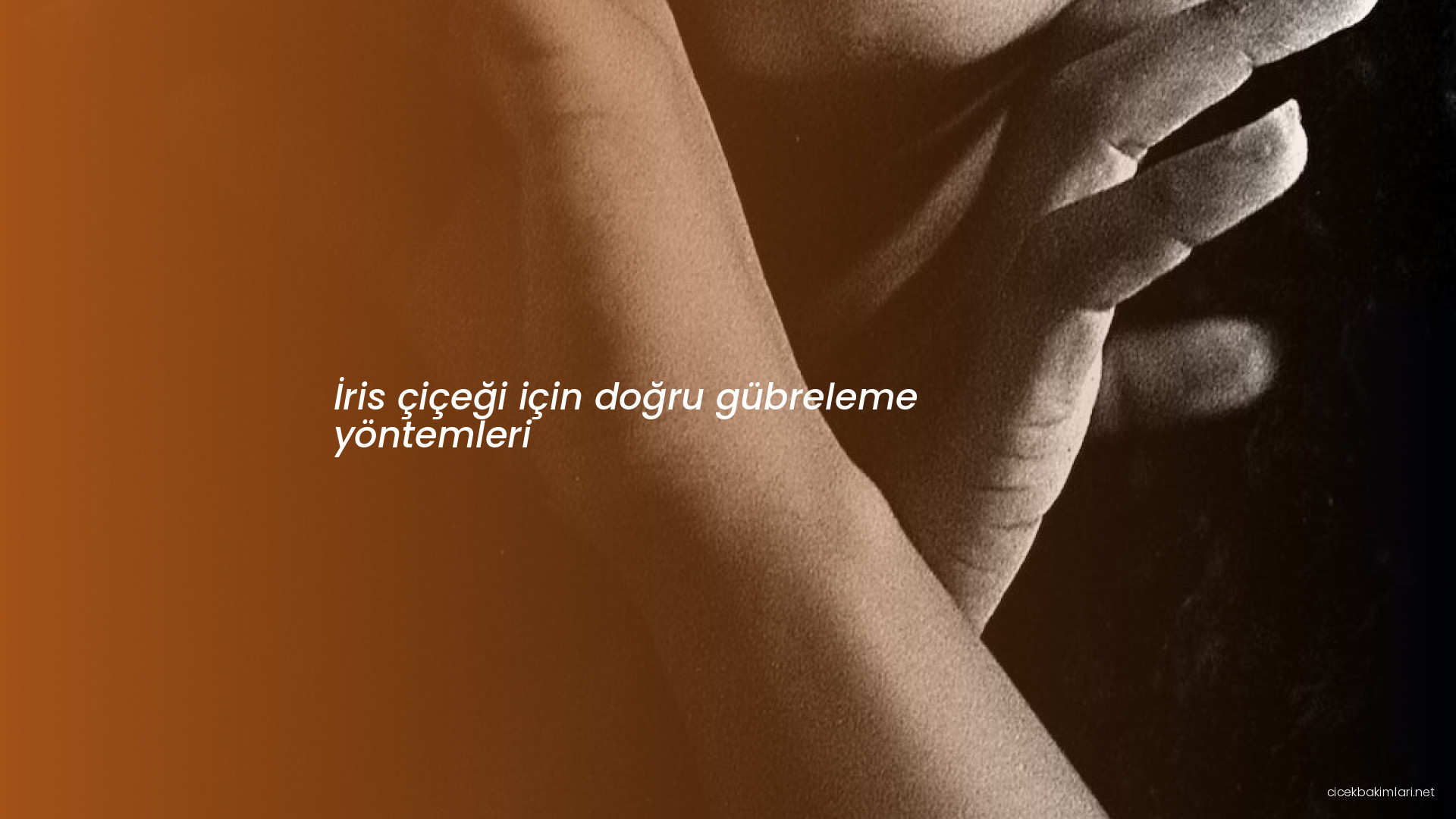 İris çiçeği için doğru gübreleme yöntemleri