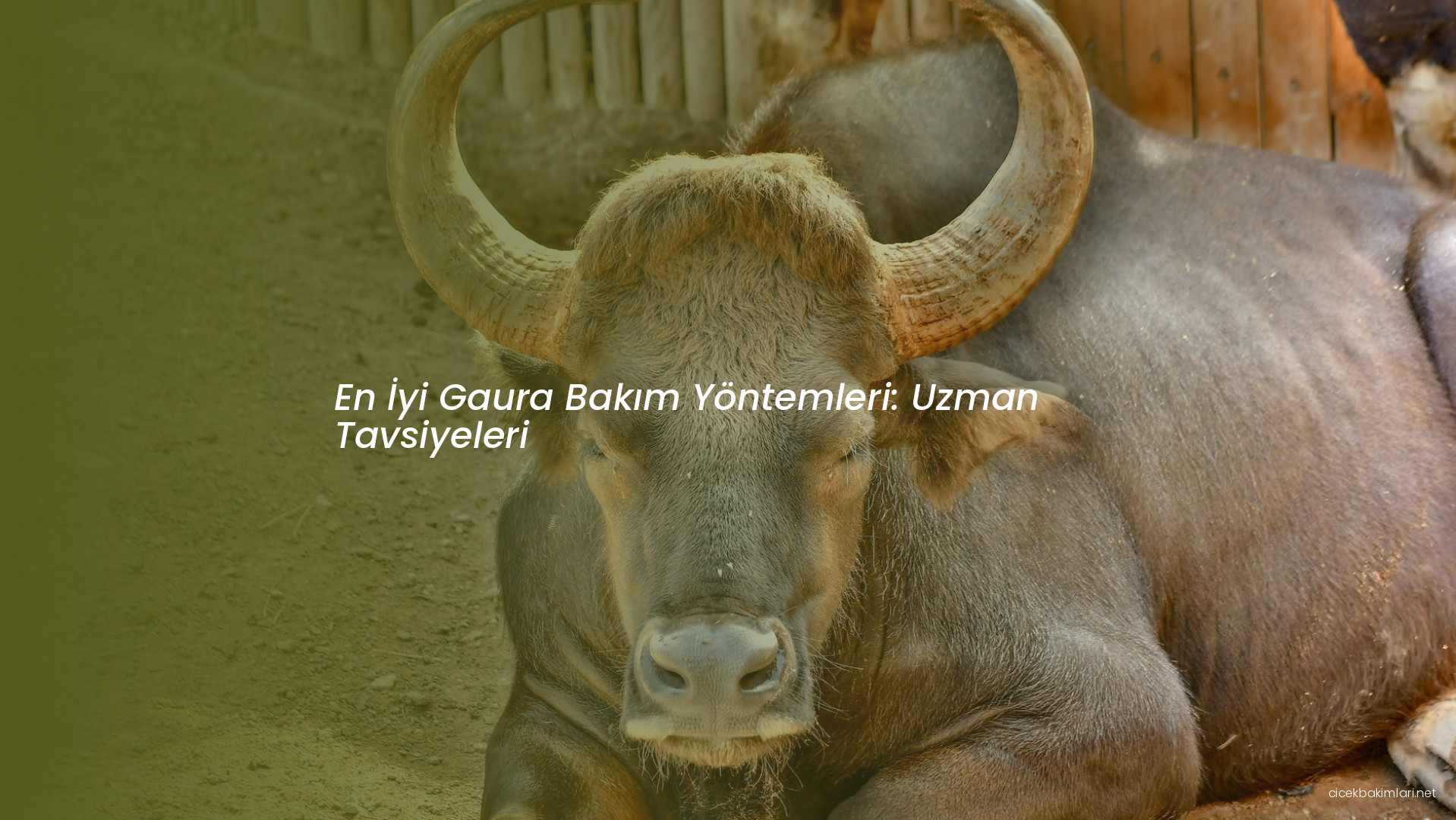 En İyi Gaura Bakım Yöntemleri: Uzman Tavsiyeleri