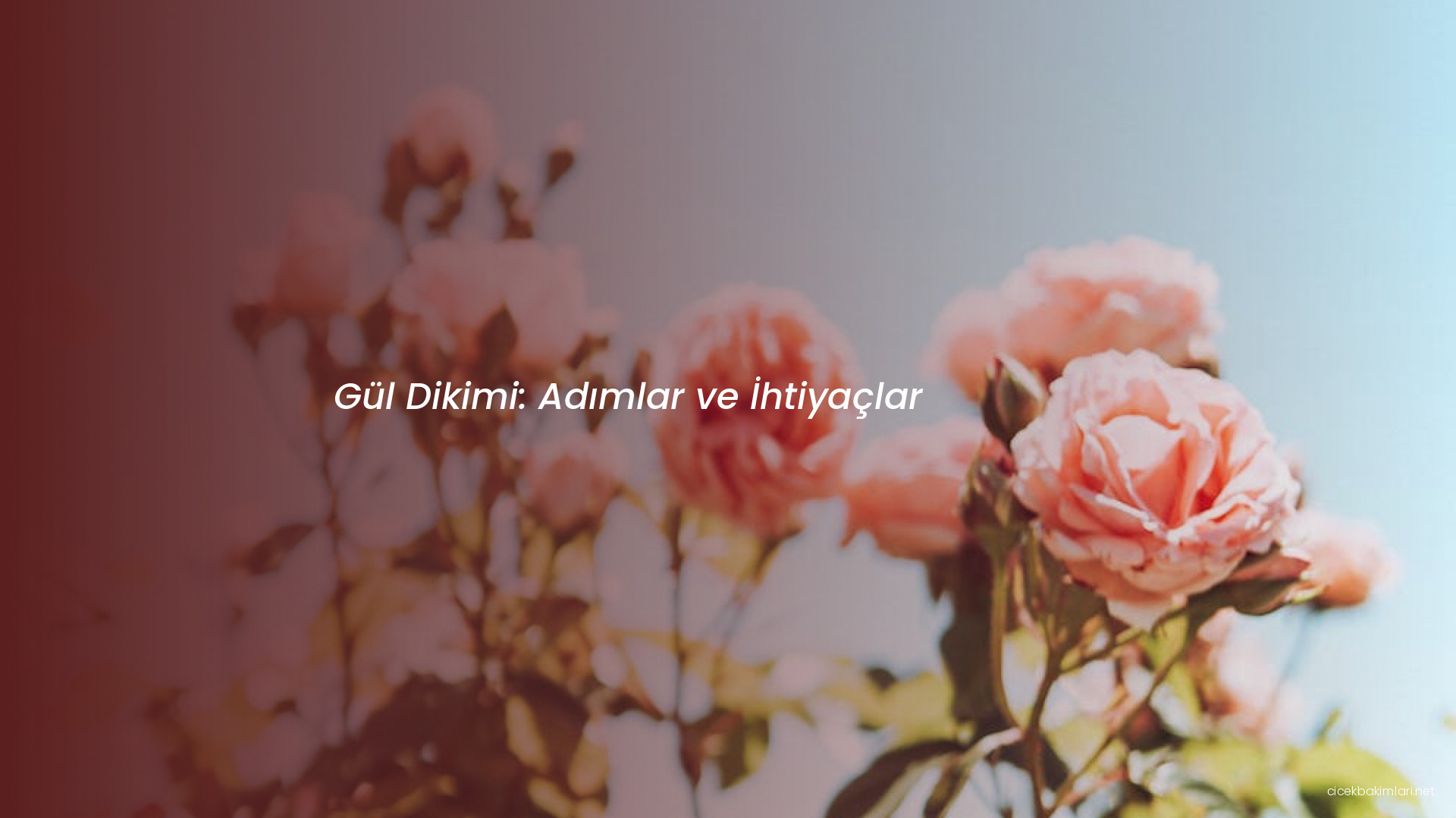 Gül Dikimi: Adımlar ve İhtiyaçlar