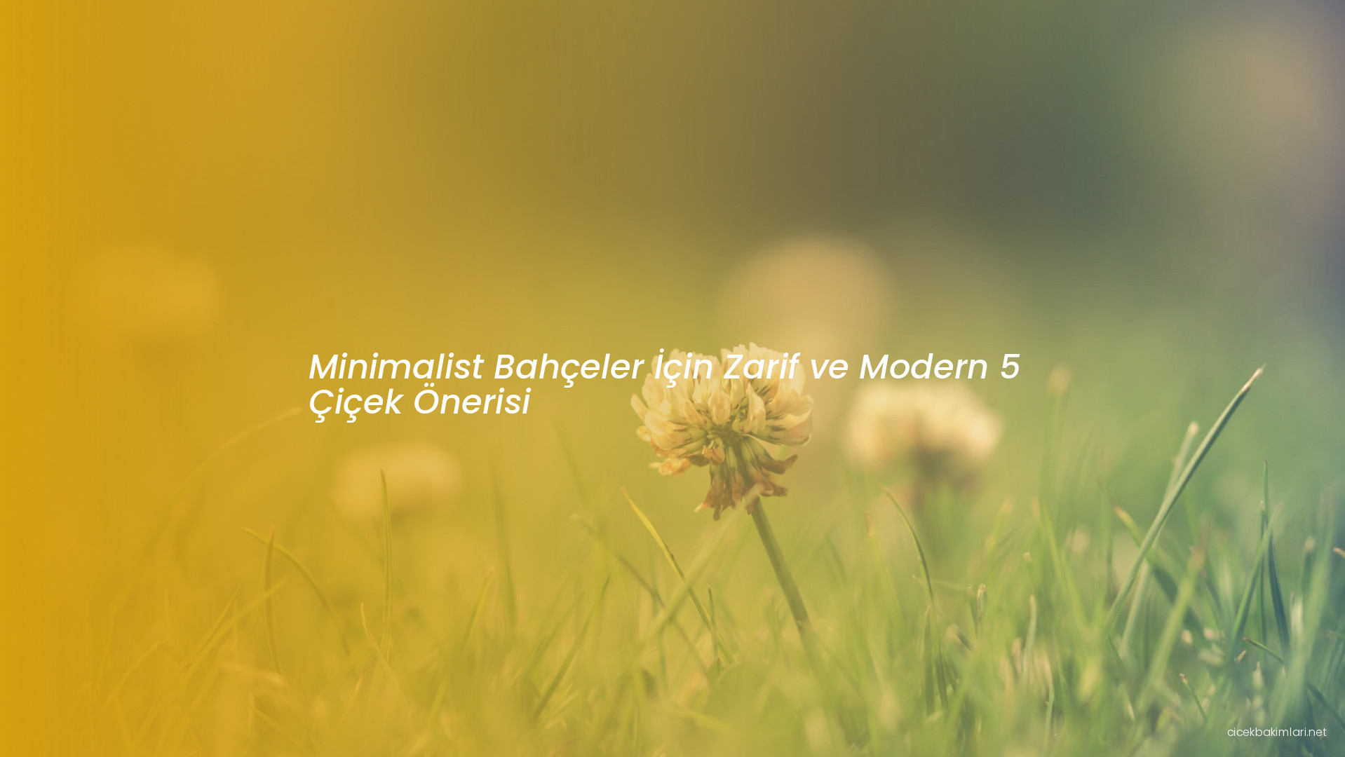 Minimalist Bahçeler İçin Zarif ve Modern 5 Çiçek Önerisi