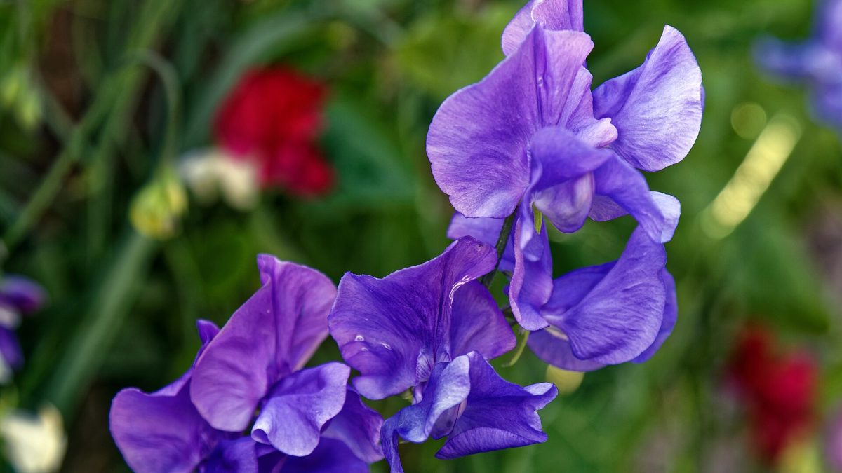 Lathyrus Bitkisinin Çiçeklenme Süreci