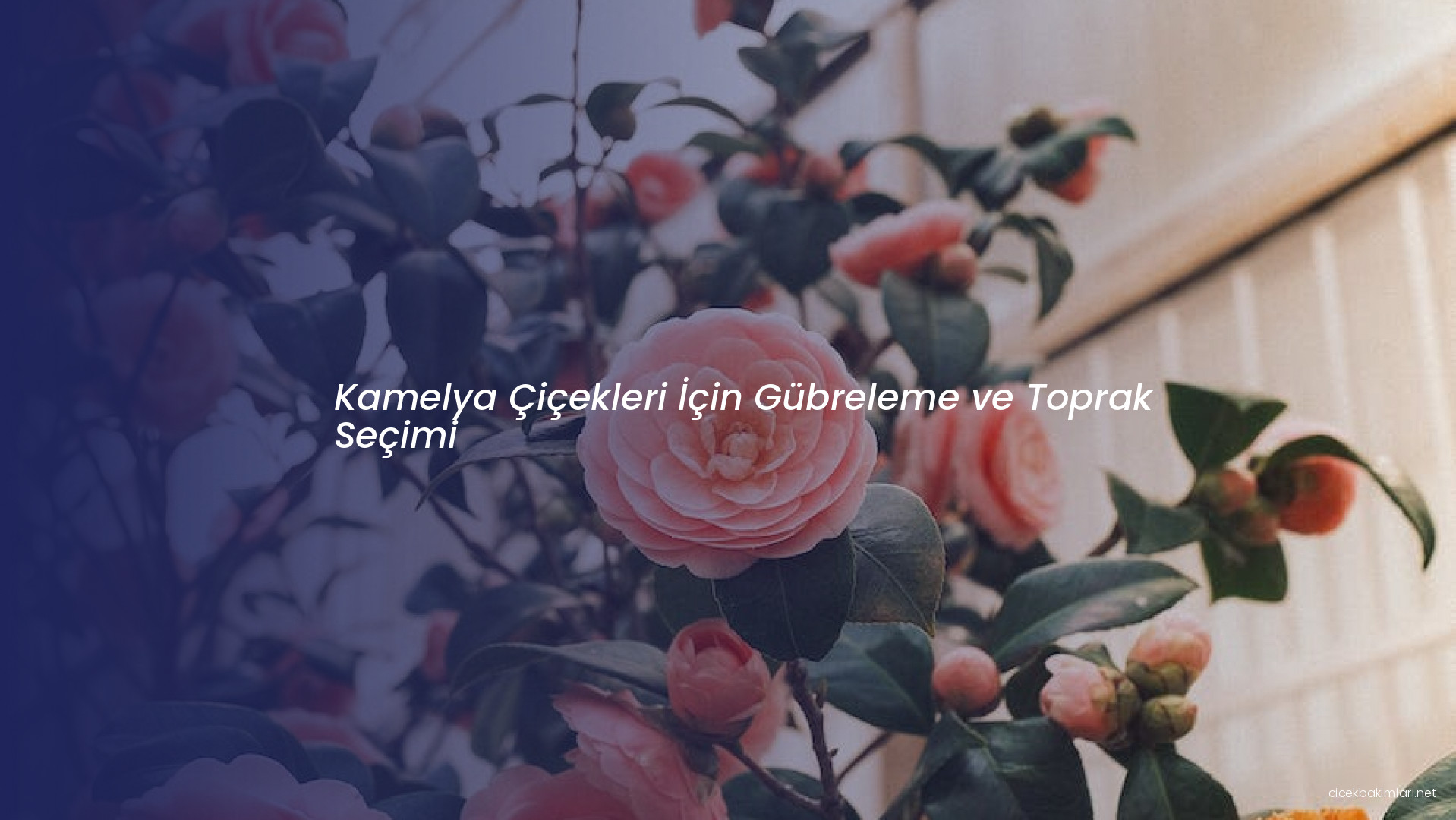 Kamelya Çiçekleri İçin Gübreleme ve Toprak Seçimi