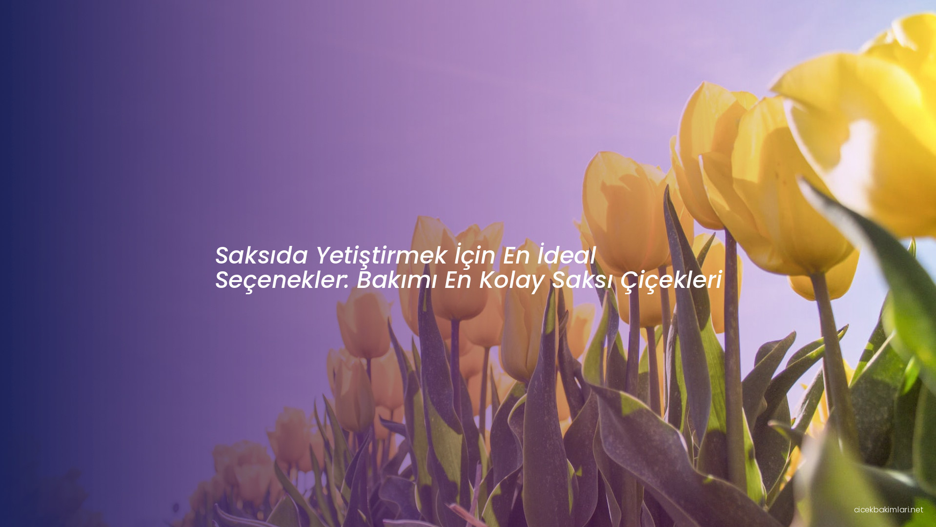 Saksıda Yetiştirmek İçin En İdeal Seçenekler: Bakımı En Kolay Saksı Çiçekleri