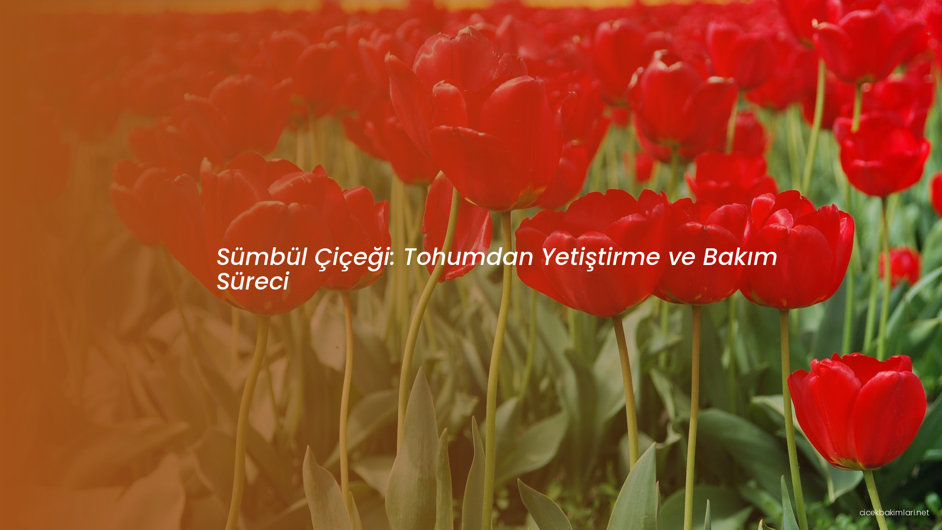 Sümbül Çiçeği: Tohumdan Yetiştirme ve Bakım Süreci