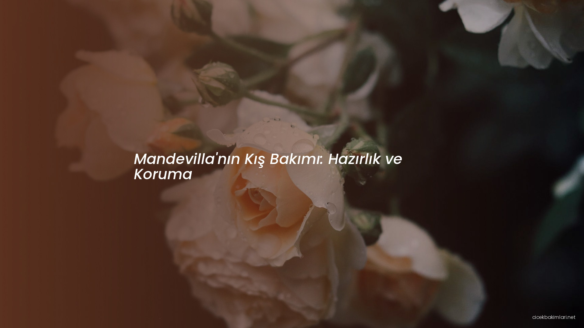 Mandevilla'nın Kış Bakımı: Hazırlık ve Koruma