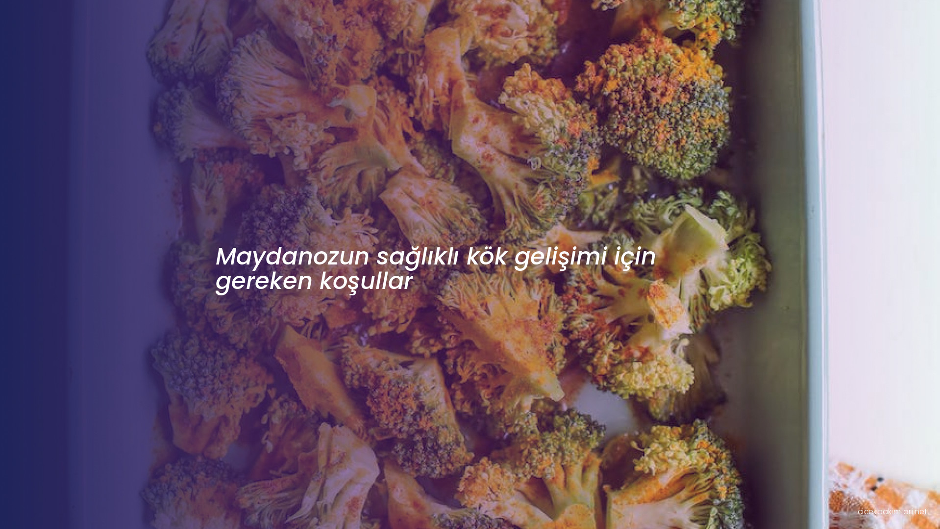 Maydanozun sağlıklı kök gelişimi için gereken koşullar