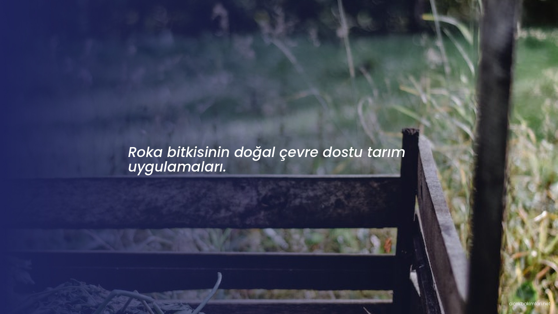 Roka bitkisinin doğal çevre dostu tarım uygulamaları.