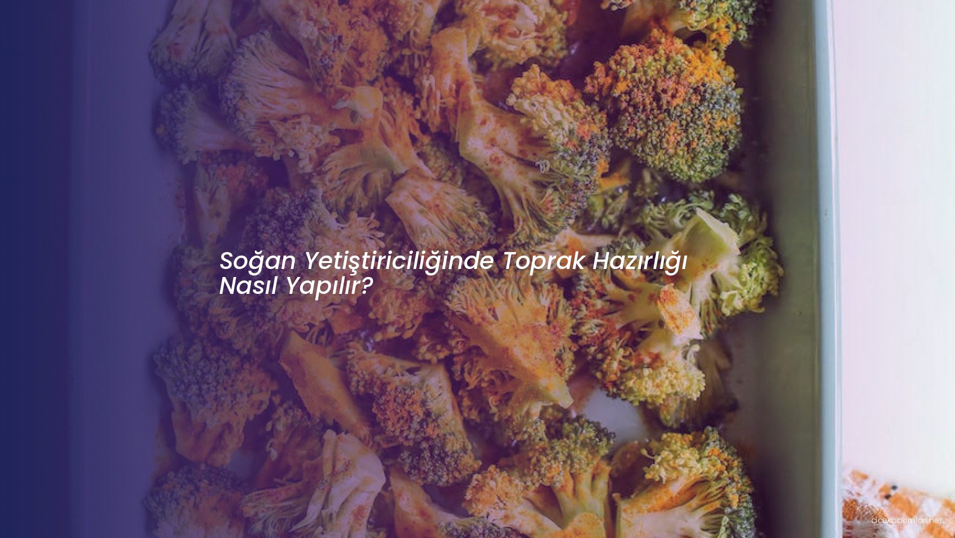 Soğan Yetiştiriciliğinde Toprak Hazırlığı Nasıl Yapılır?