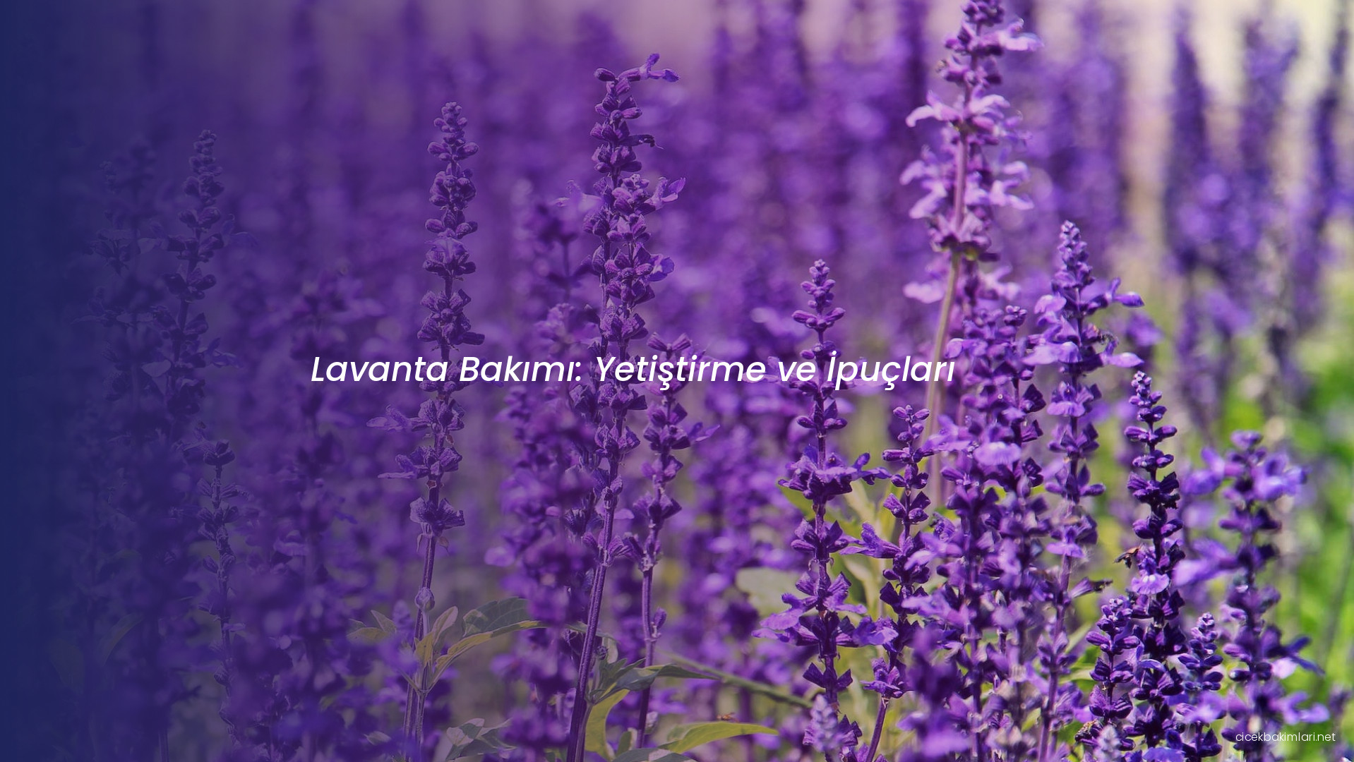 Lavanta Bakımı: Yetiştirme ve İpuçları