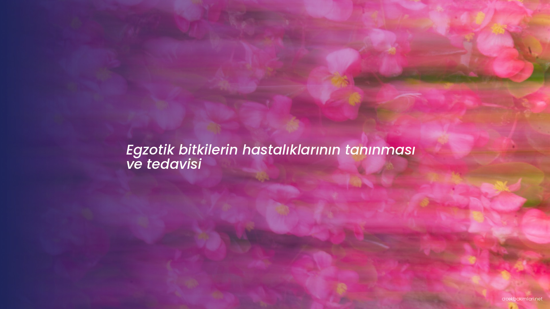 Egzotik bitkilerin hastalıklarının tanınması ve tedavisi