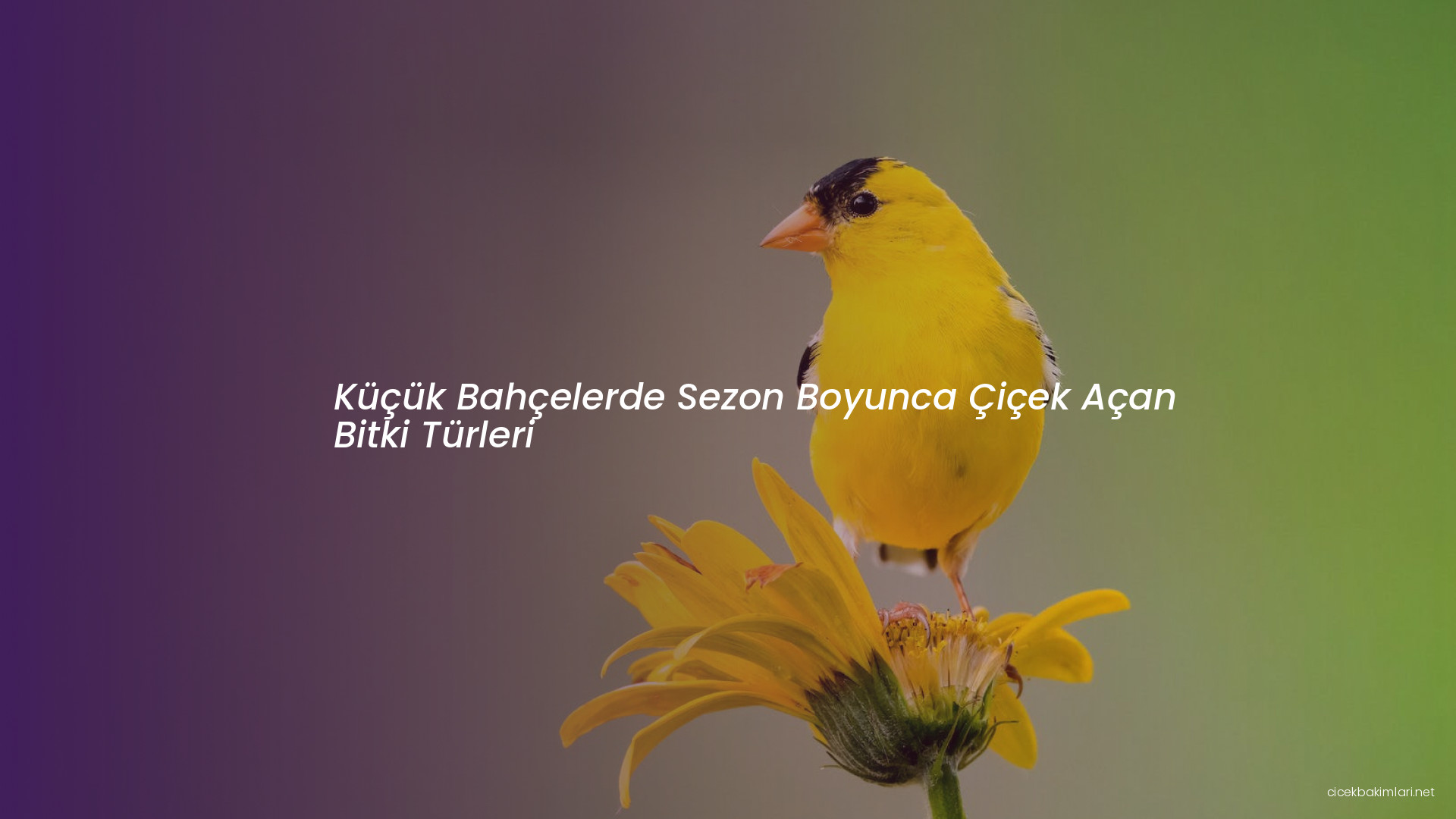 Küçük Bahçelerde Sezon Boyunca Çiçek Açan Bitki Türleri