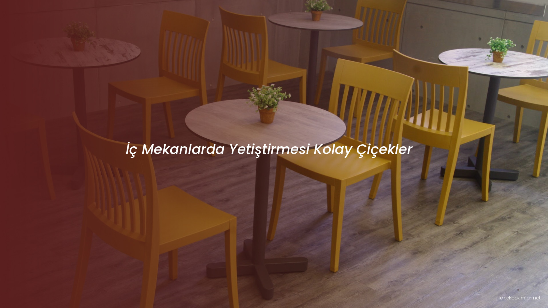 İç Mekanlarda Yetiştirmesi Kolay Çiçekler