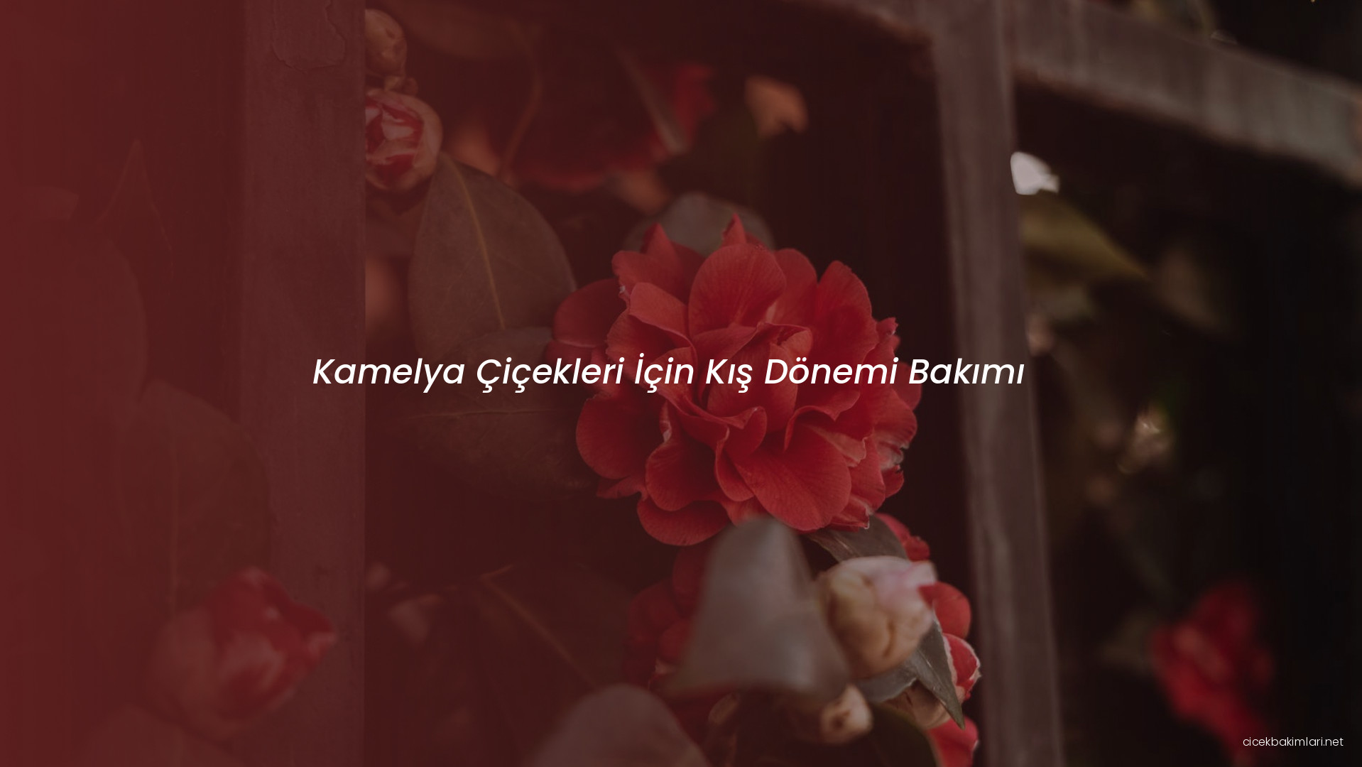 Kamelya Çiçekleri İçin Kış Dönemi Bakımı