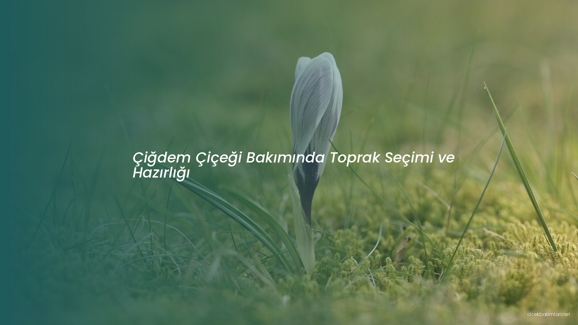 Çiğdem Çiçeği Bakımında Toprak Seçimi ve Hazırlığı