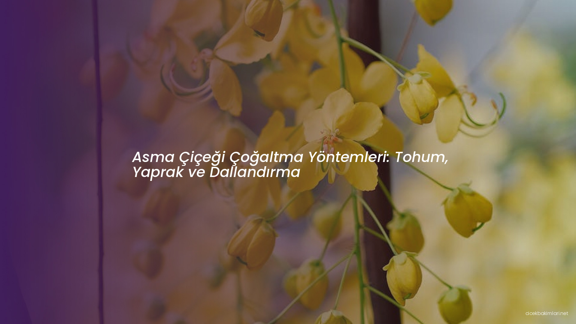 Asma Çiçeği Çoğaltma Yöntemleri: Tohum, Yaprak ve Dallandırma