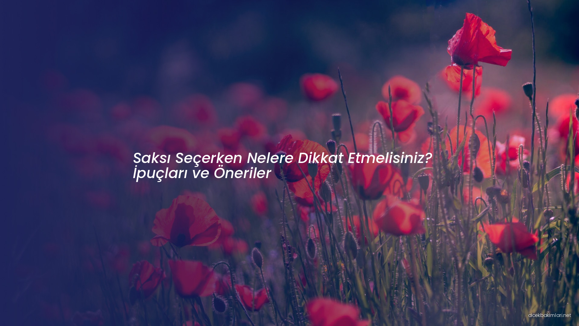 Saksı Seçerken Nelere Dikkat Etmelisiniz? İpuçları ve Öneriler