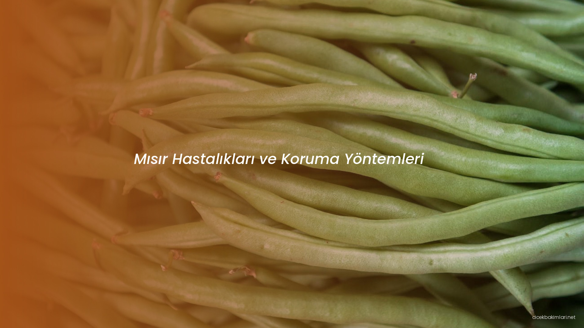 Mısır Hastalıkları ve Koruma Yöntemleri