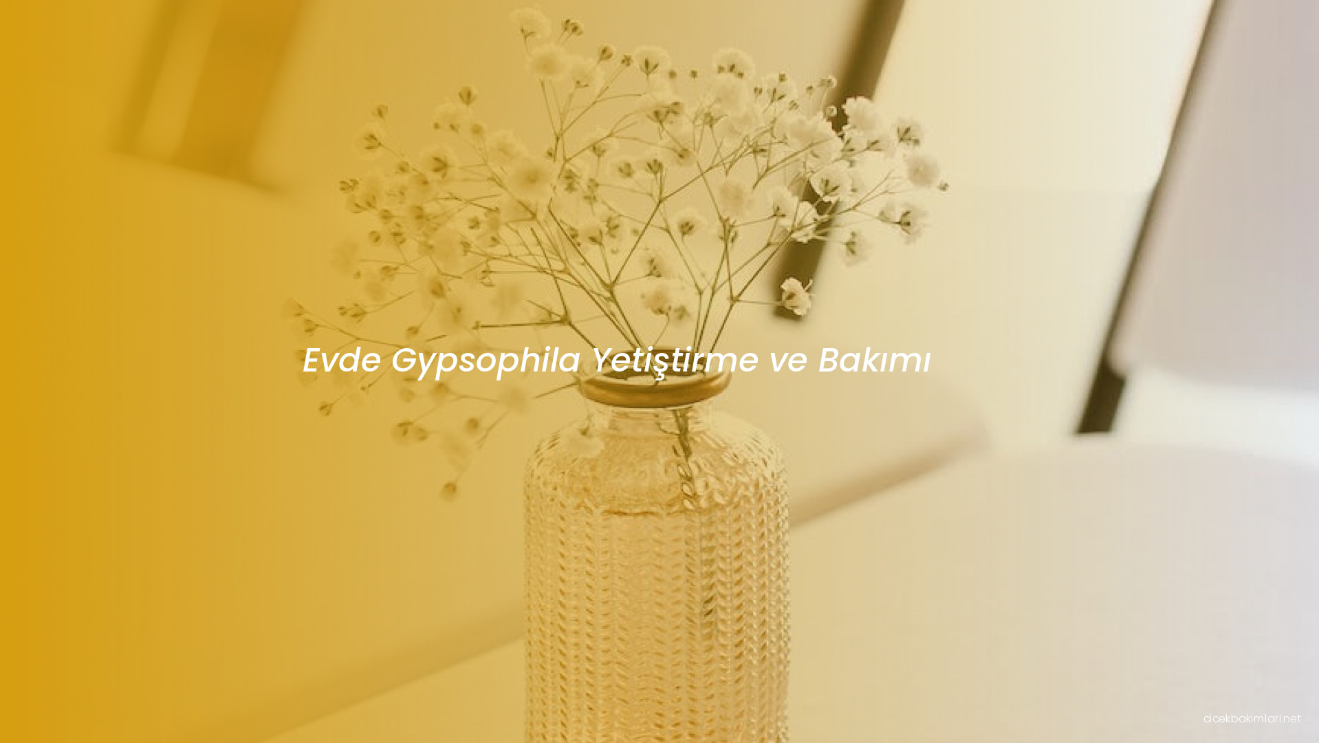 Evde Gypsophila Yetiştirme ve Bakımı
