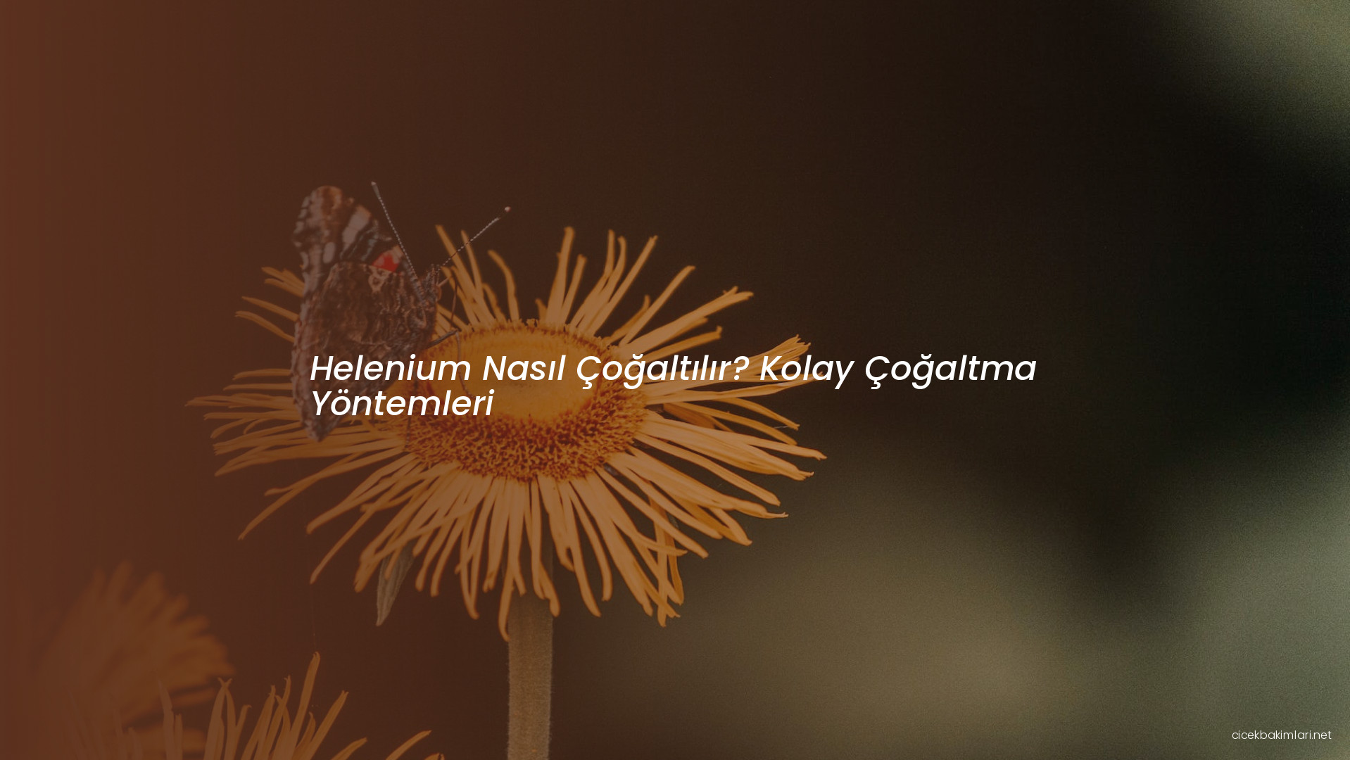 Helenium Nasıl Çoğaltılır? Kolay Çoğaltma Yöntemleri