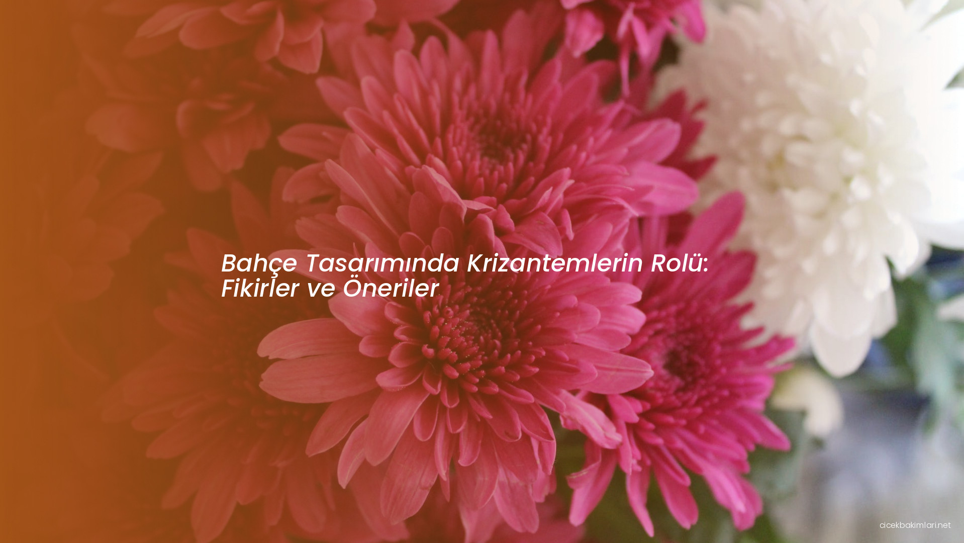 Bahçe Tasarımında Krizantemlerin Rolü: Fikirler ve Öneriler