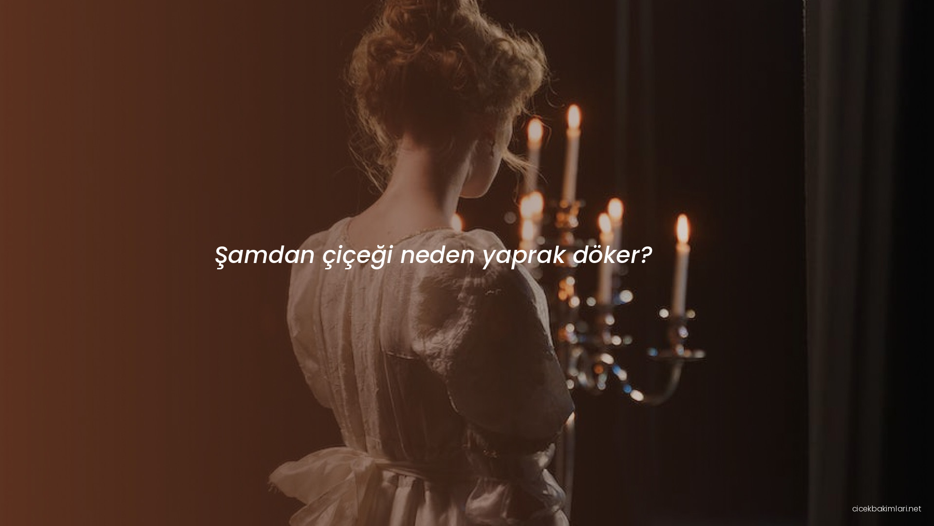 Şamdan çiçeği neden yaprak döker?