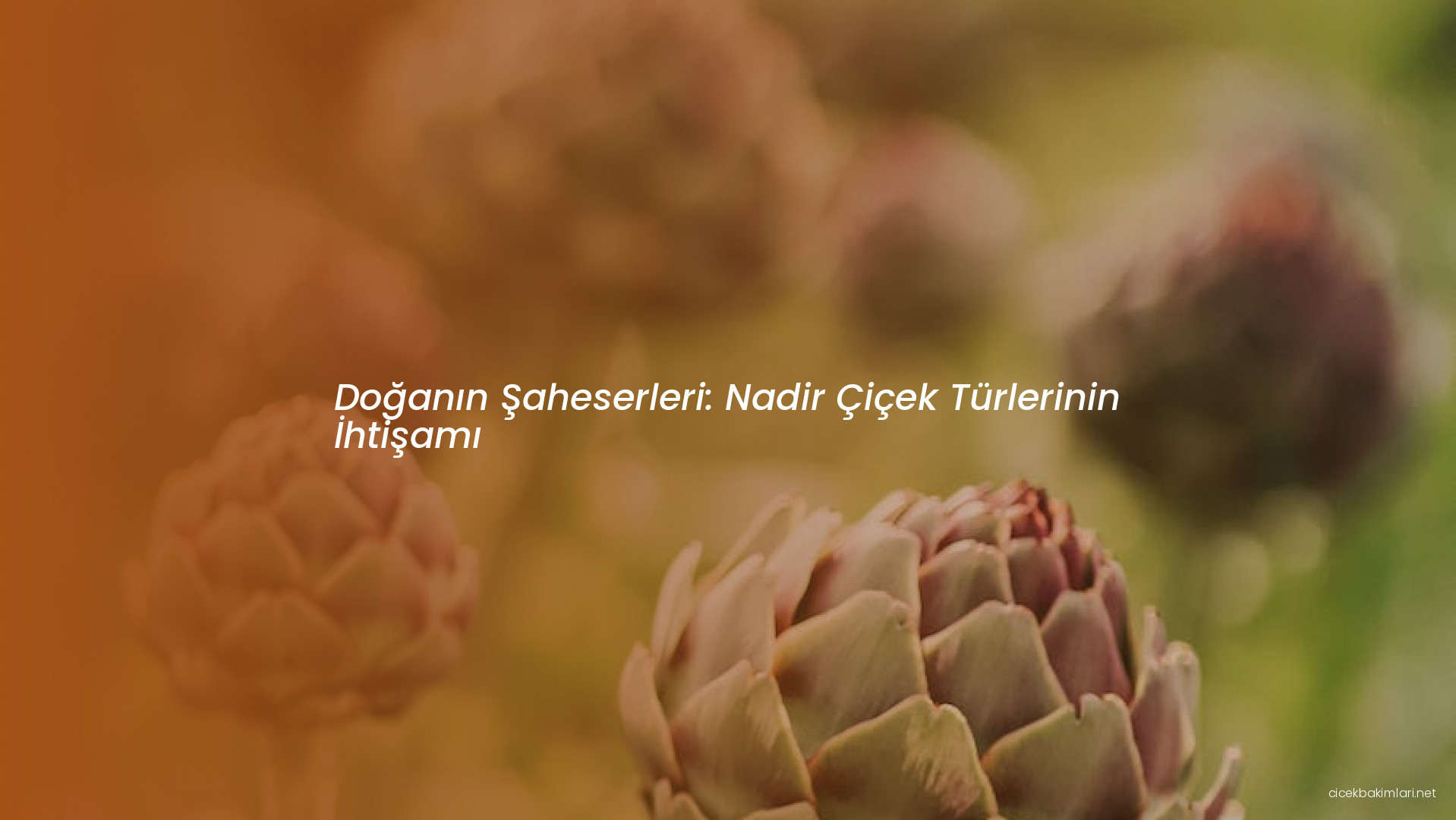 Doğanın Şaheserleri: Nadir Çiçek Türlerinin İhtişamı