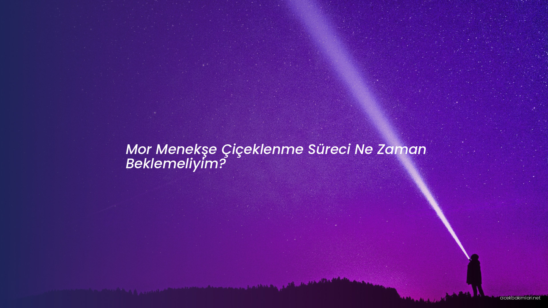 Mor Menekşe Çiçeklenme Süreci Ne Zaman Beklemeliyim?