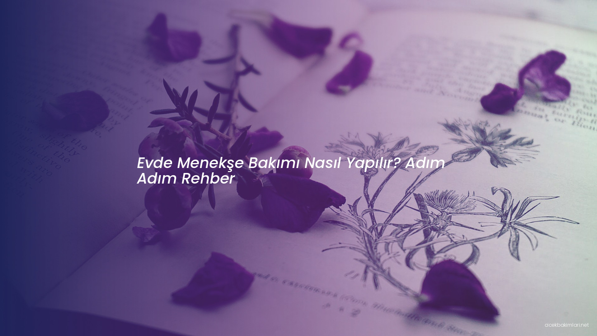 Evde Menekşe Bakımı Nasıl Yapılır? Adım Adım Rehber
