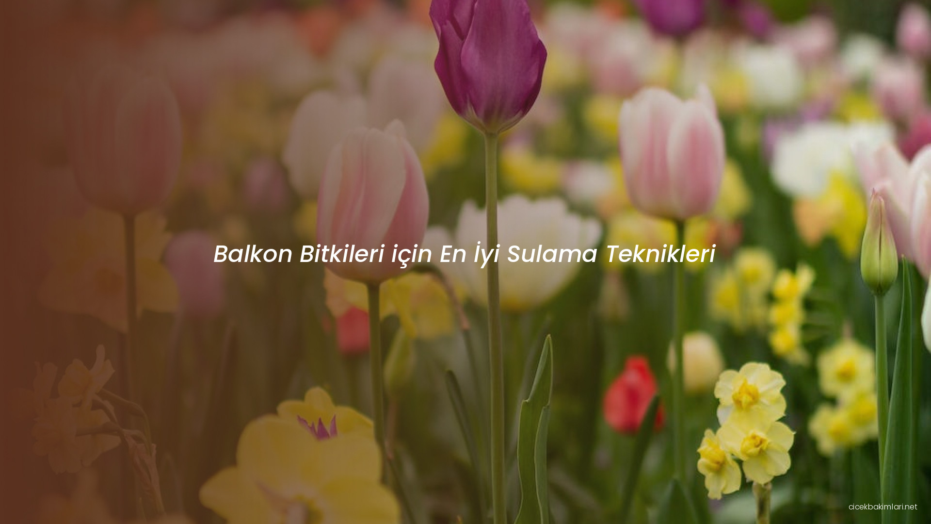 Balkon Bitkileri için En İyi Sulama Teknikleri