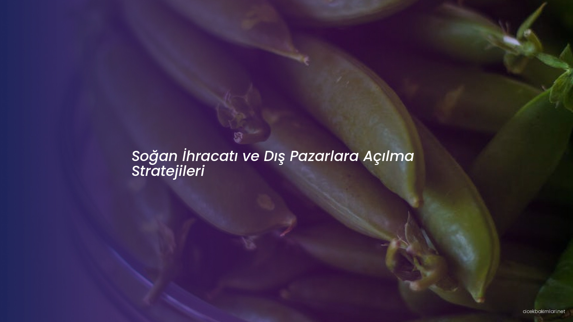 Soğan İhracatı ve Dış Pazarlara Açılma Stratejileri