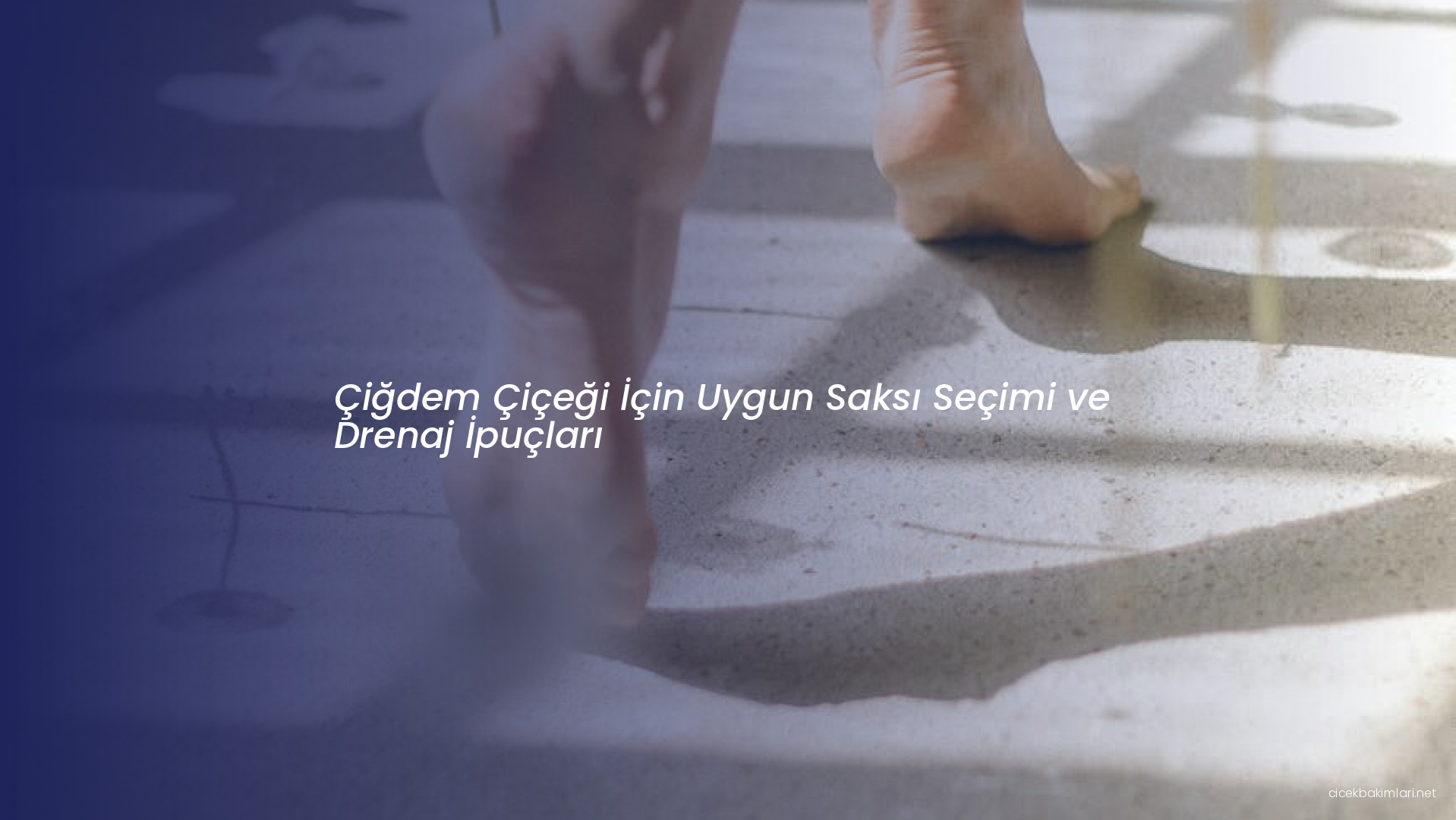 Çiğdem Çiçeği İçin Uygun Saksı Seçimi ve Drenaj İpuçları