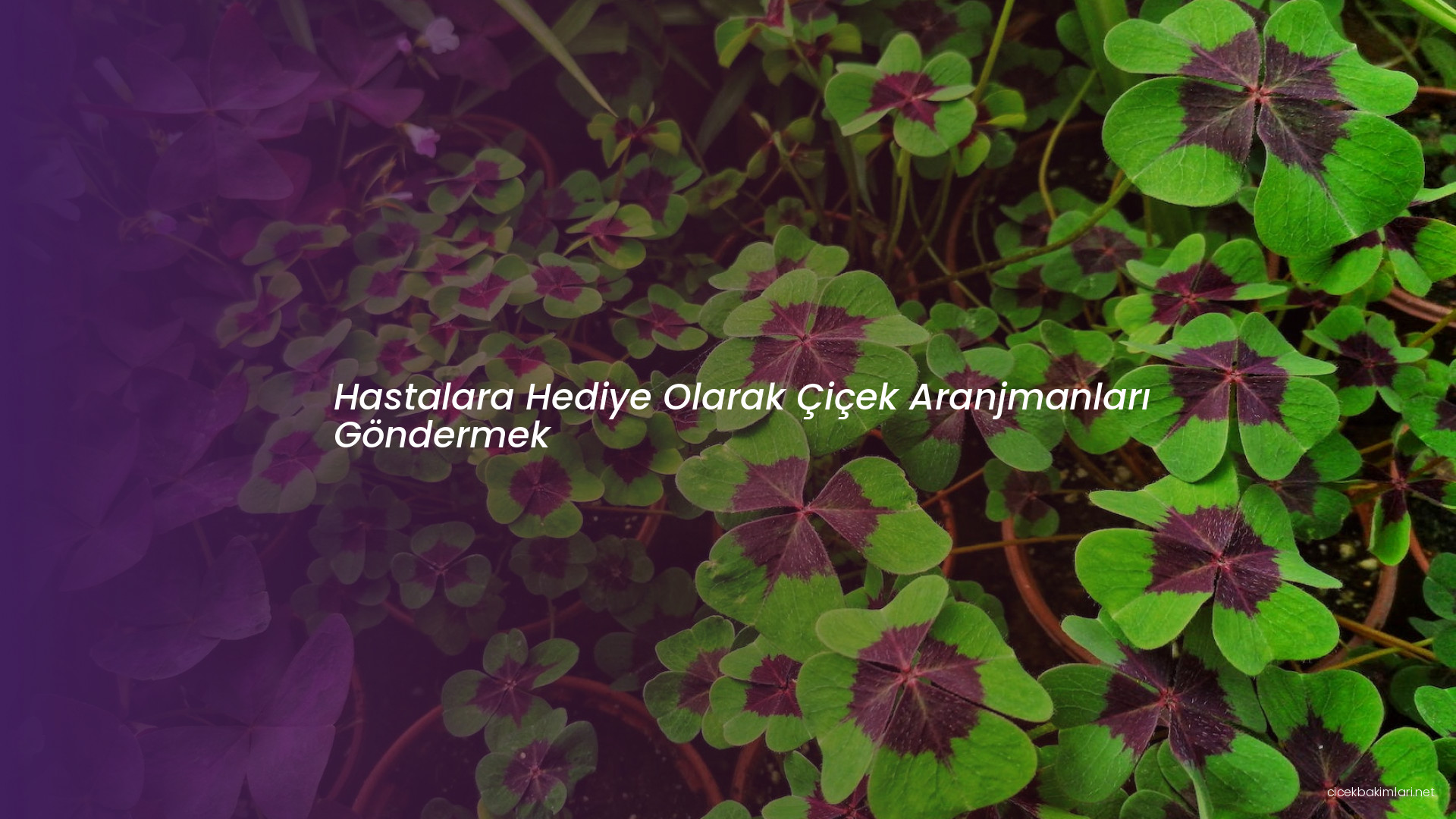 Hastalara Hediye Olarak Çiçek Aranjmanları Göndermek