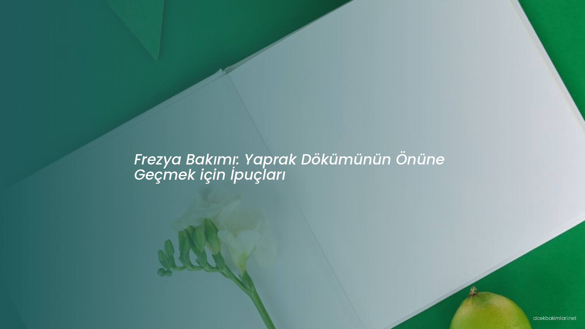 Frezya Bakımı: Yaprak Dökümünün Önüne Geçmek için İpuçları