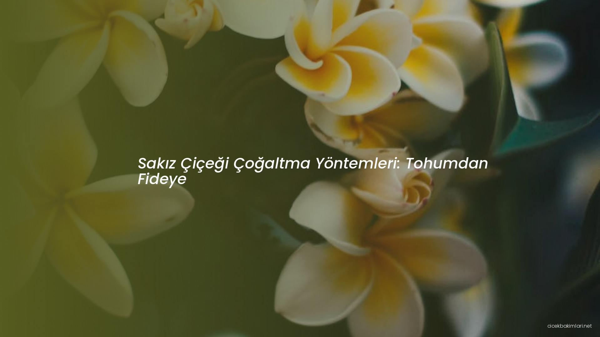 Sakız Çiçeği Çoğaltma Yöntemleri: Tohumdan Fideye