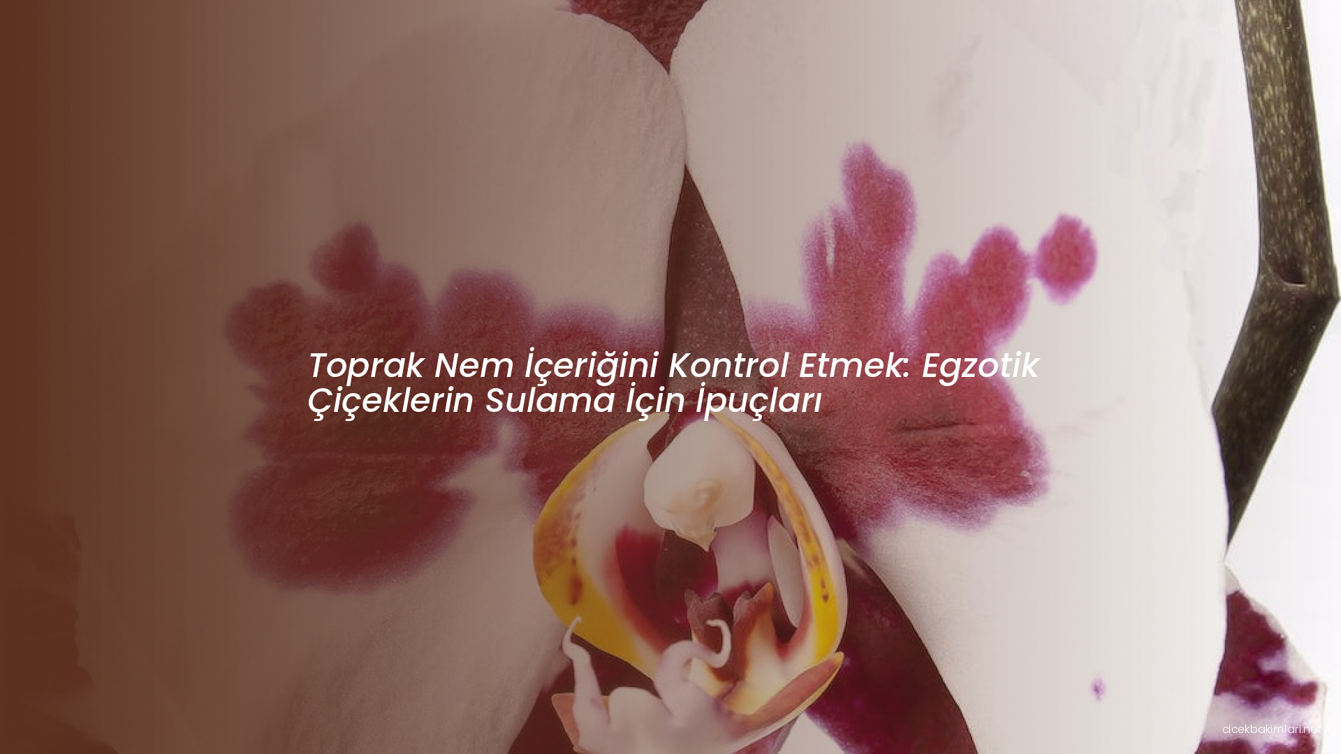 Toprak Nem İçeriğini Kontrol Etmek: Egzotik Çiçeklerin Sulama İçin İpuçları