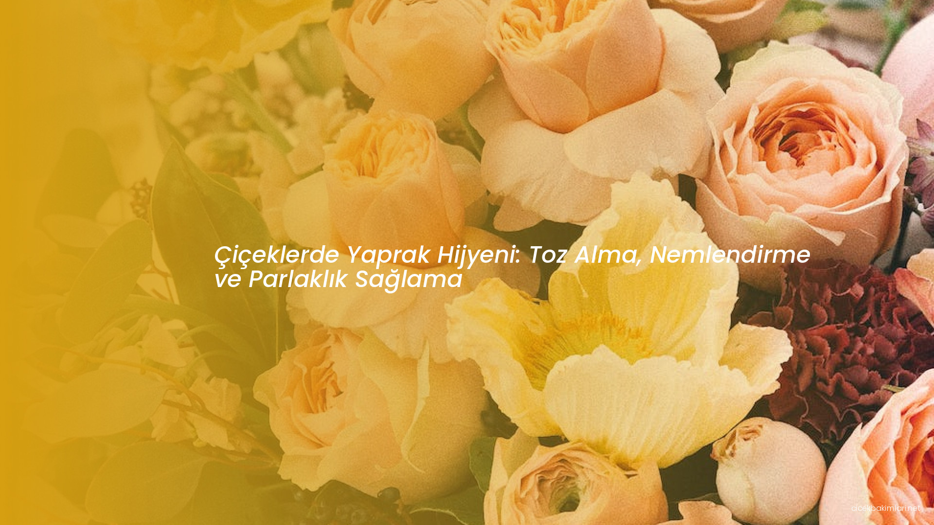 Çiçeklerde Yaprak Hijyeni: Toz Alma, Nemlendirme ve Parlaklık Sağlama