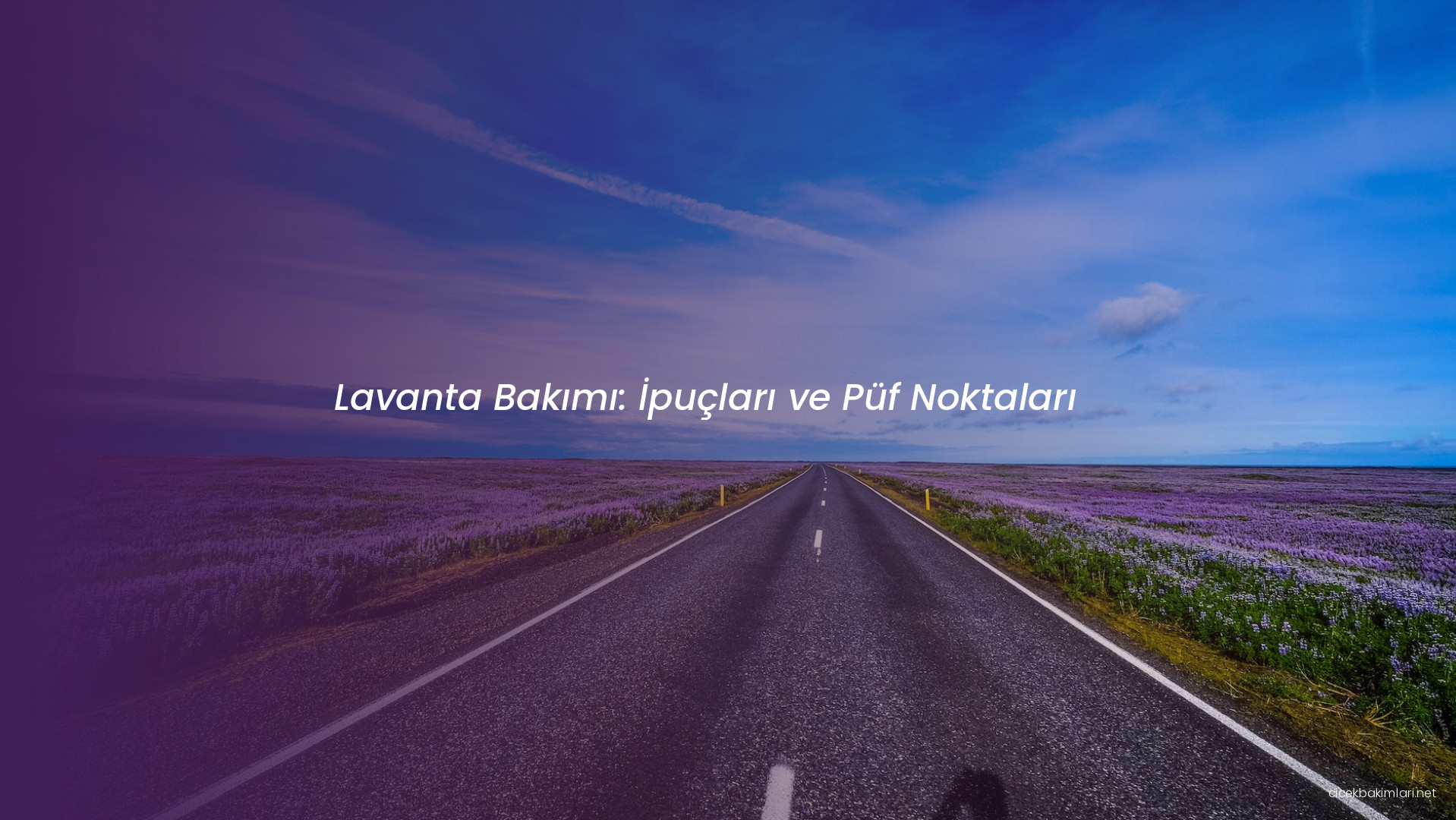 Lavanta Bakımı: İpuçları ve Püf Noktaları