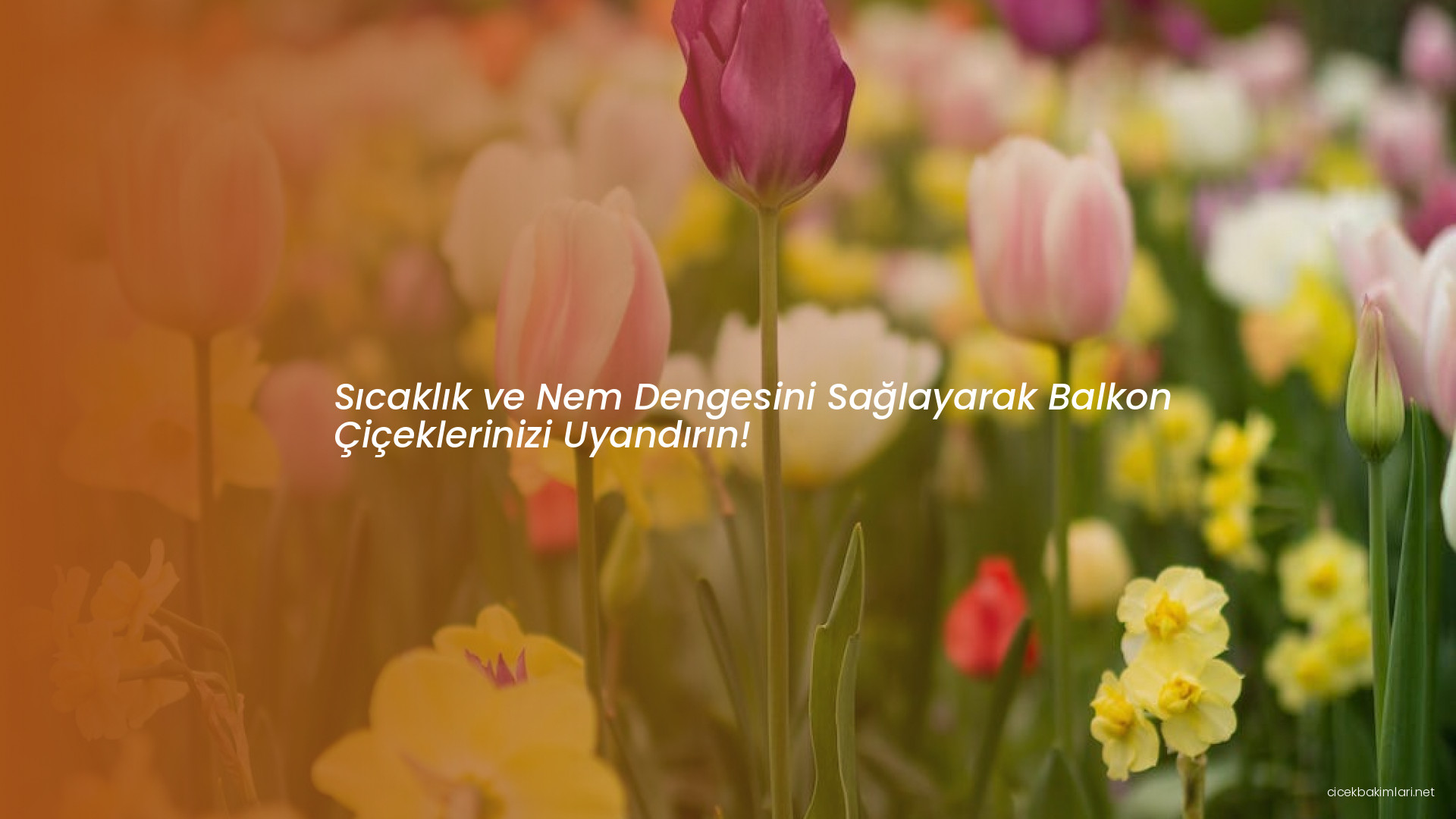 Sıcaklık ve Nem Dengesini Sağlayarak Balkon Çiçeklerinizi Uyandırın!