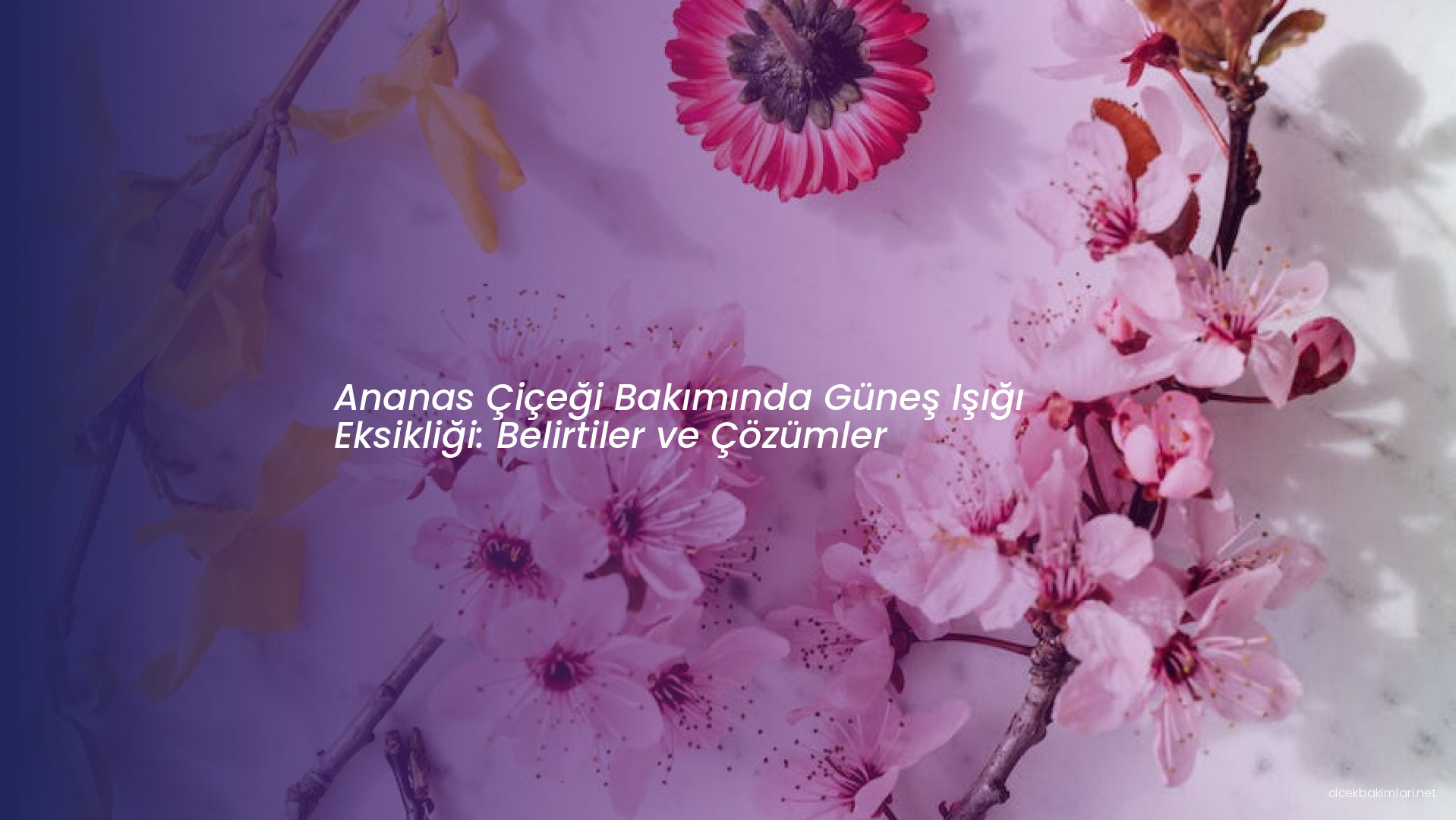 Ananas Çiçeği Bakımında Güneş Işığı Eksikliği: Belirtiler ve Çözümler