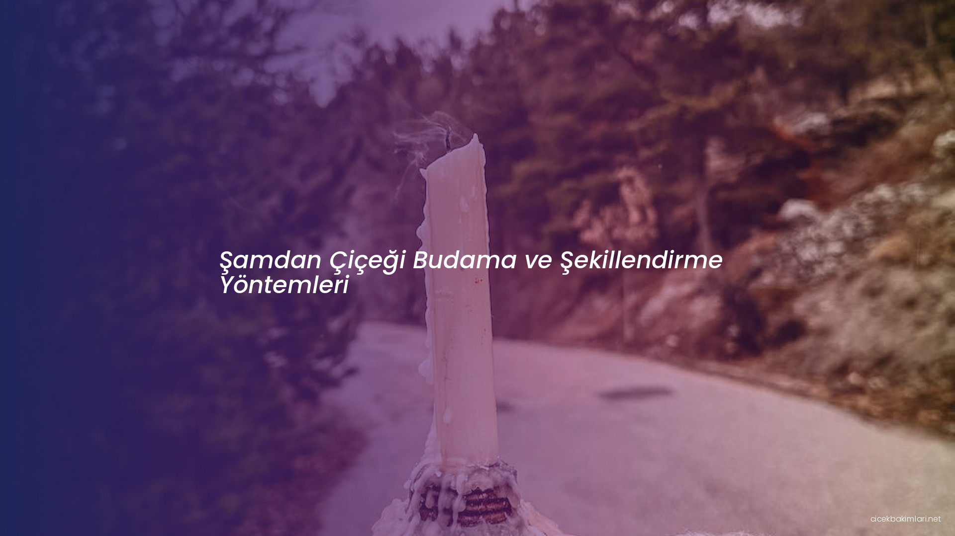 Şamdan Çiçeği Budama ve Şekillendirme Yöntemleri