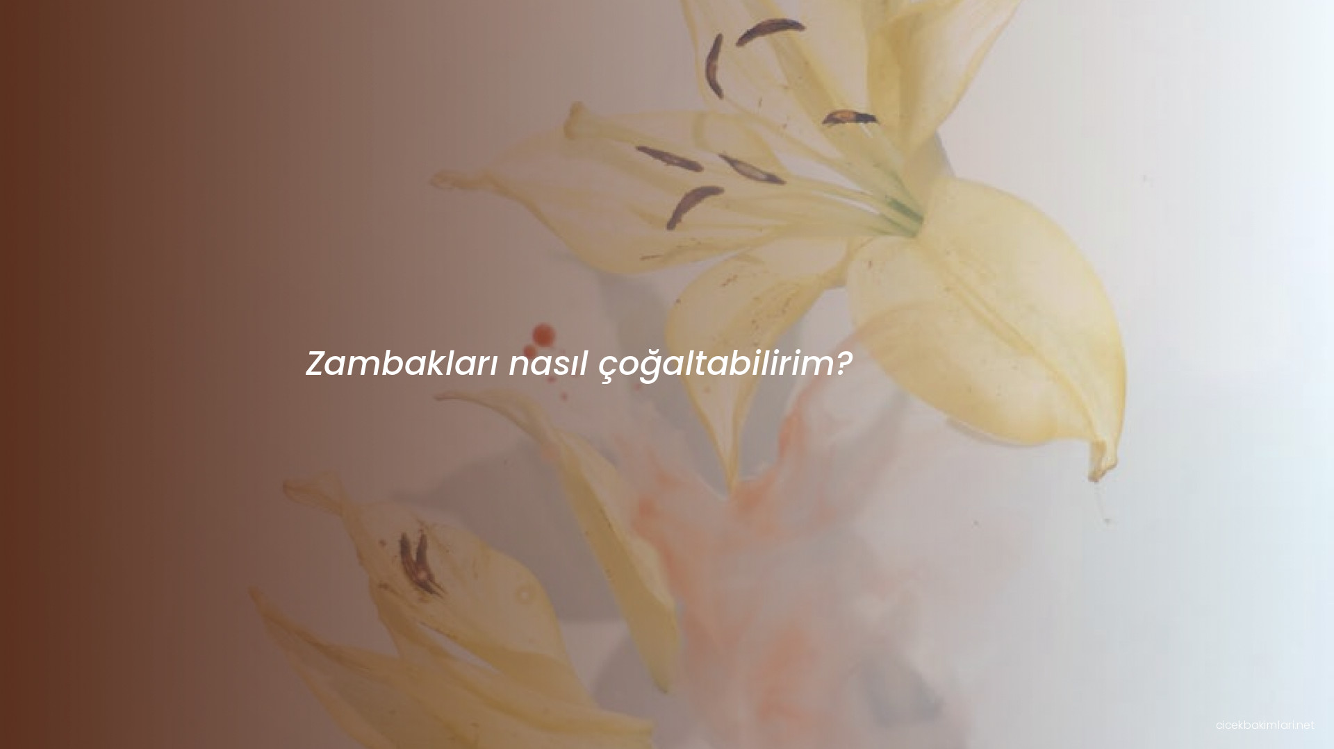 Zambakları nasıl çoğaltabilirim?