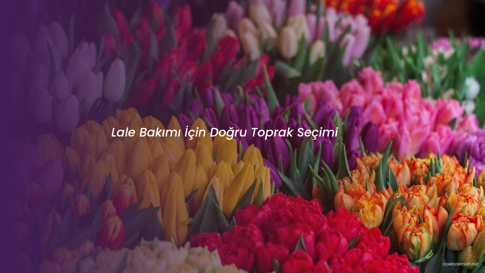 Lale Bakımı İçin Doğru Toprak Seçimi