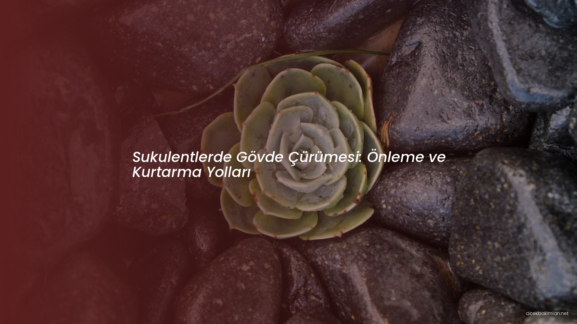 Sukulentlerde Gövde Çürümesi: Önleme ve Kurtarma Yolları