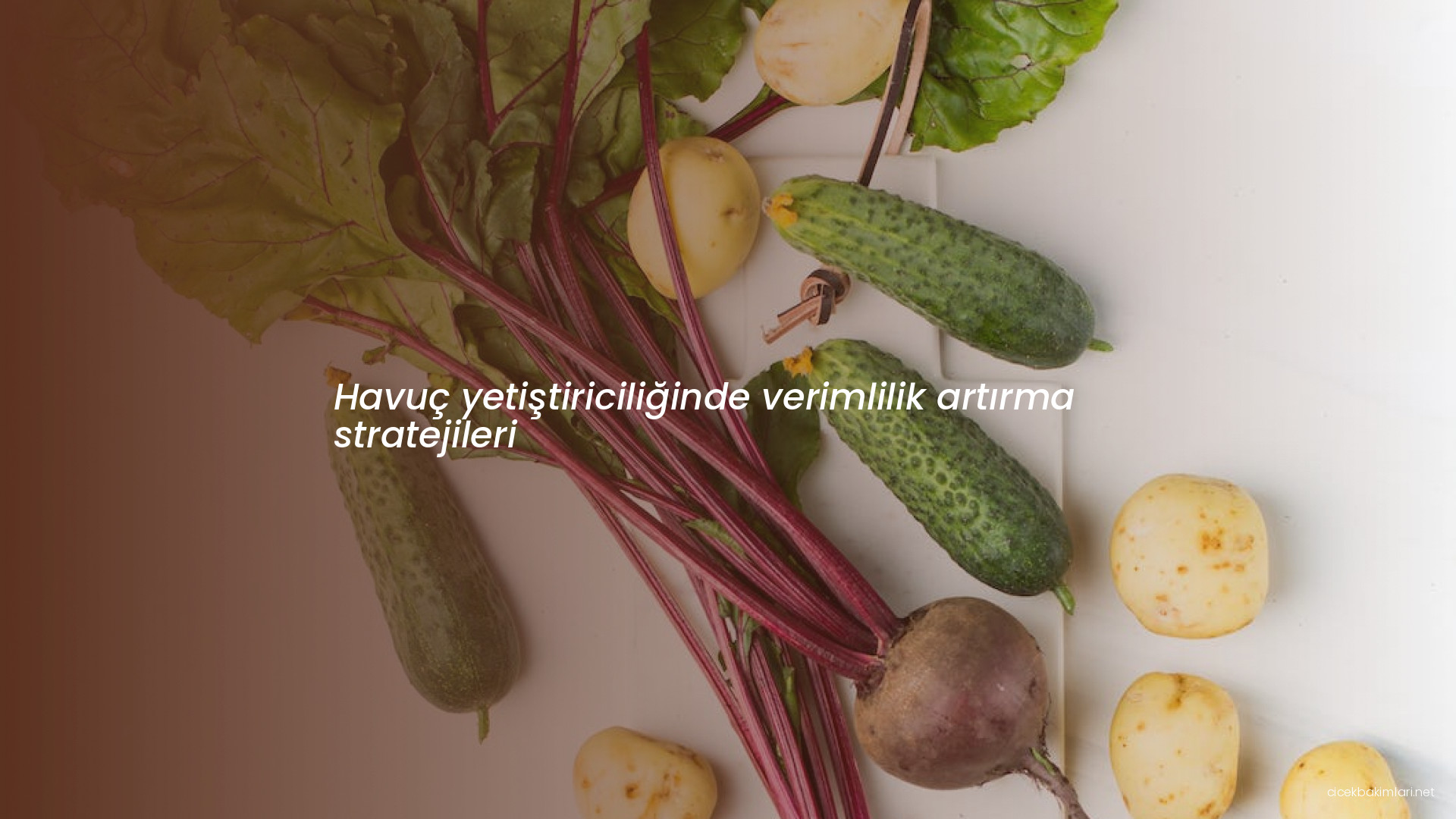 Havuç yetiştiriciliğinde verimlilik artırma stratejileri