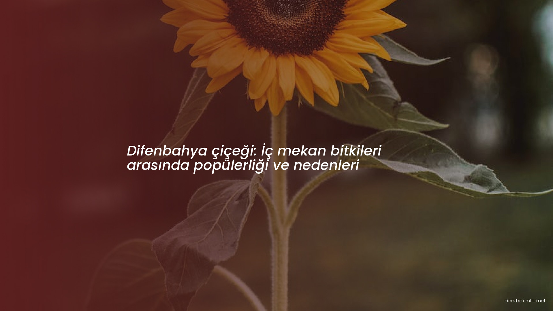 Difenbahya çiçeği: İç mekan bitkileri arasında popülerliği ve nedenleri