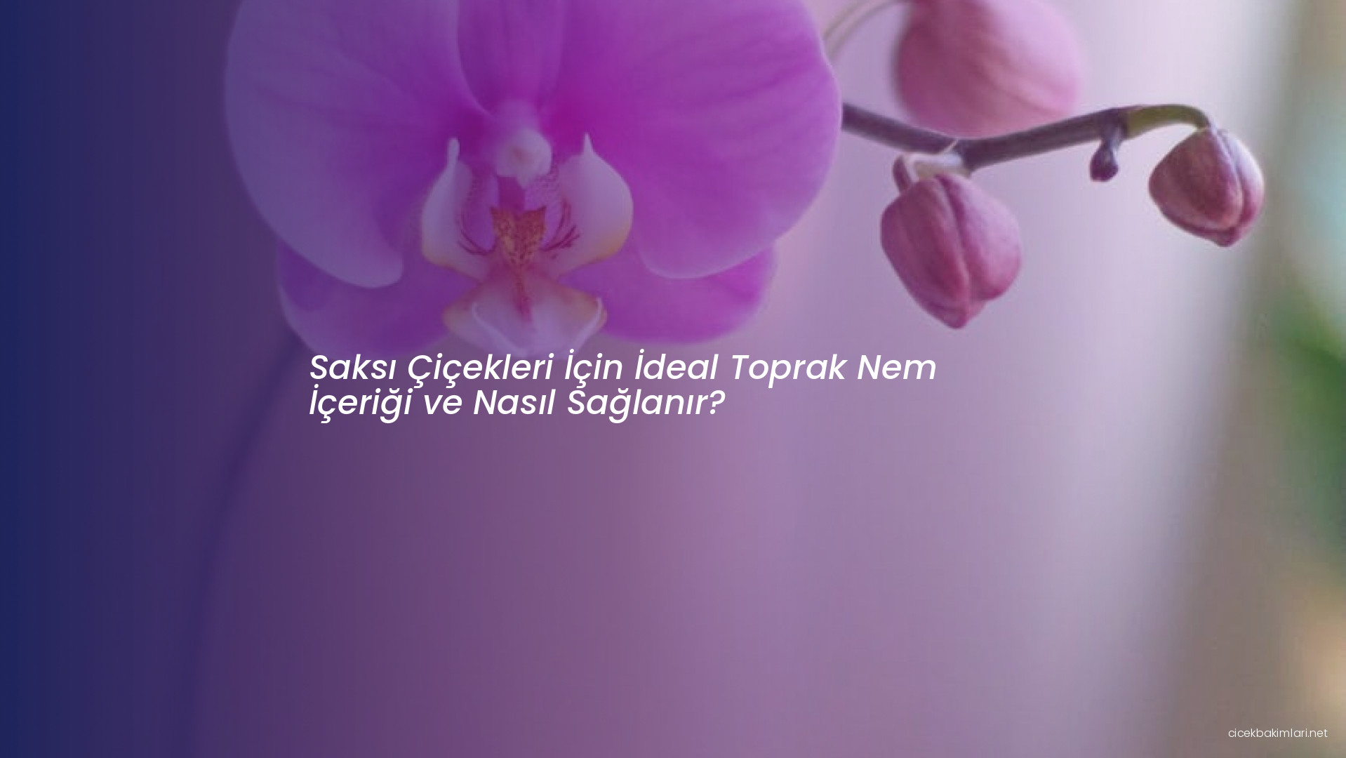 Saksı Çiçekleri İçin İdeal Toprak Nem İçeriği ve Nasıl Sağlanır?